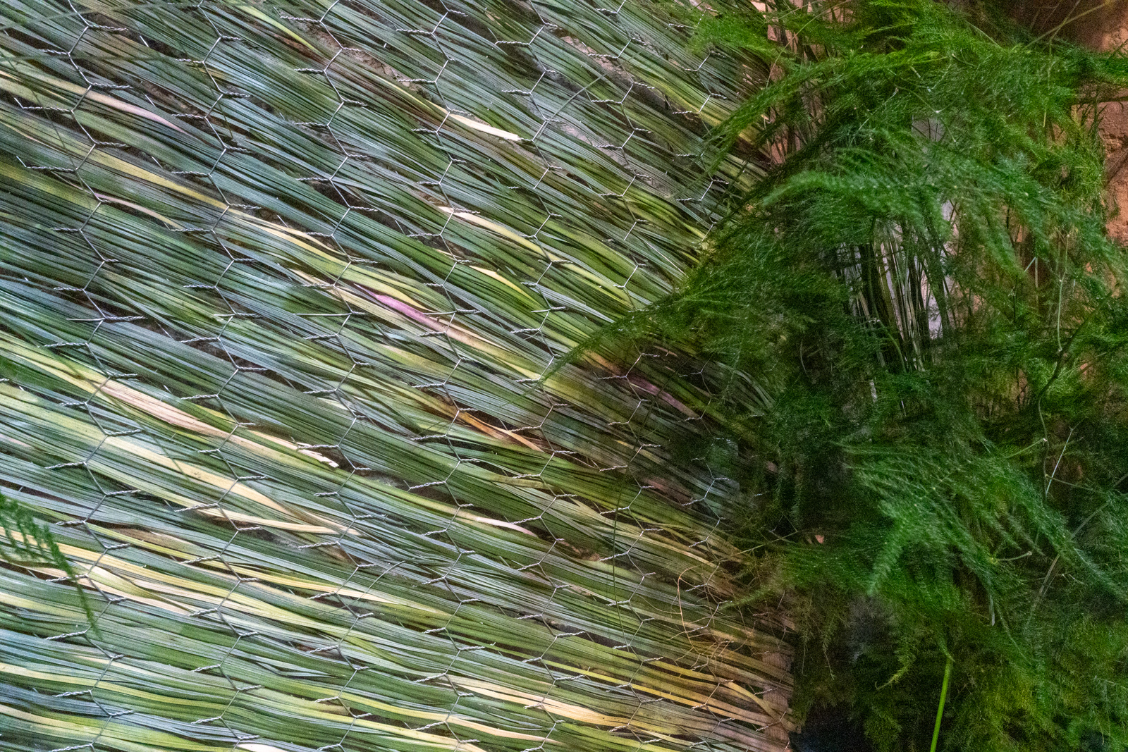 Photography by Chris Allington